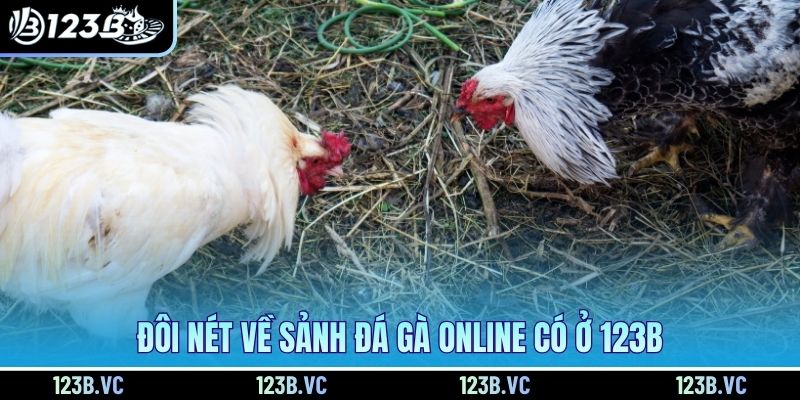 Đôi nét về sảnh đá gà online có ở 123B