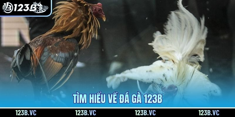 Tìm hiểu về đá gà 123B 