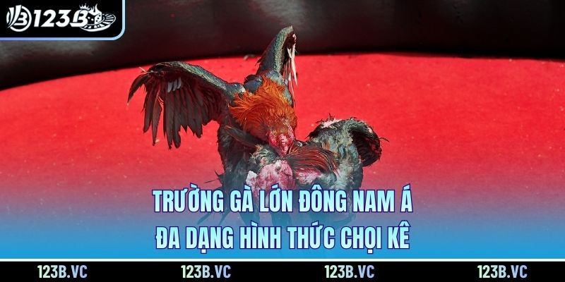 Trường gà lớn Đông Nam Á đa dạng hình thức chọi kê